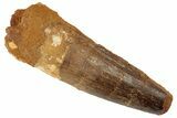 Spinosaurus Tooth - Real Dinosaur Tooth #192093-1